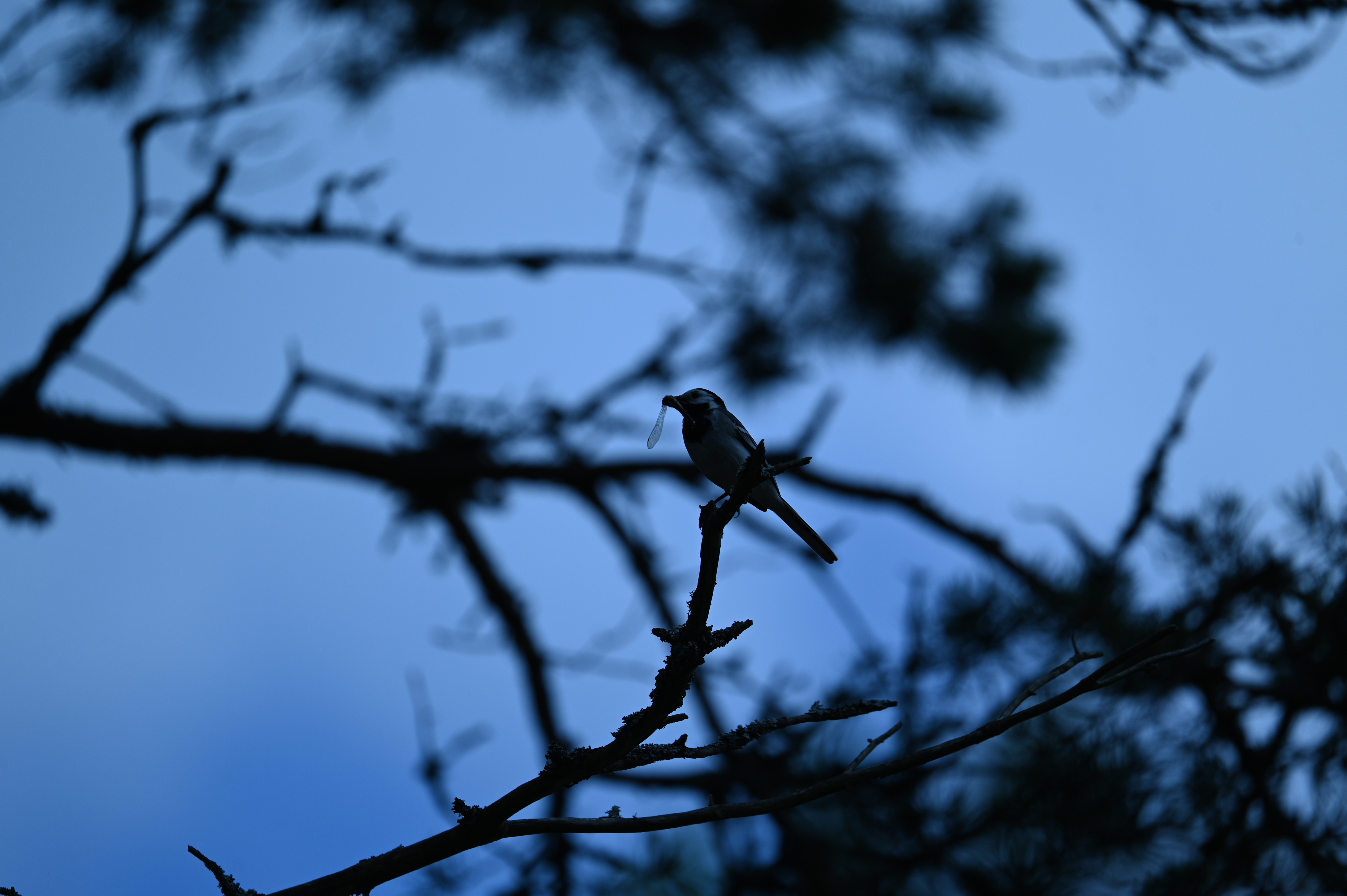 2025/07/09-14 - trip/DSC_0391.JPG